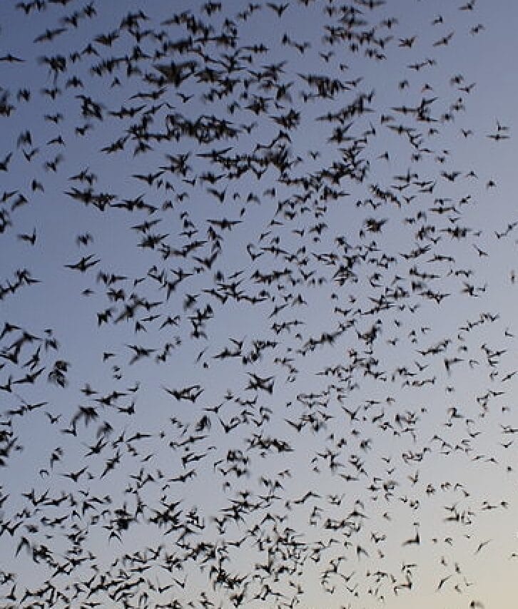 Bats in fly out of their nesting area under the Waugh Drive Bridge in Houston.