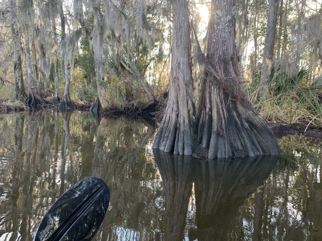 Cypress trees with Spanish moss hanging from branches, with a kayak paddle resting on my kayak.