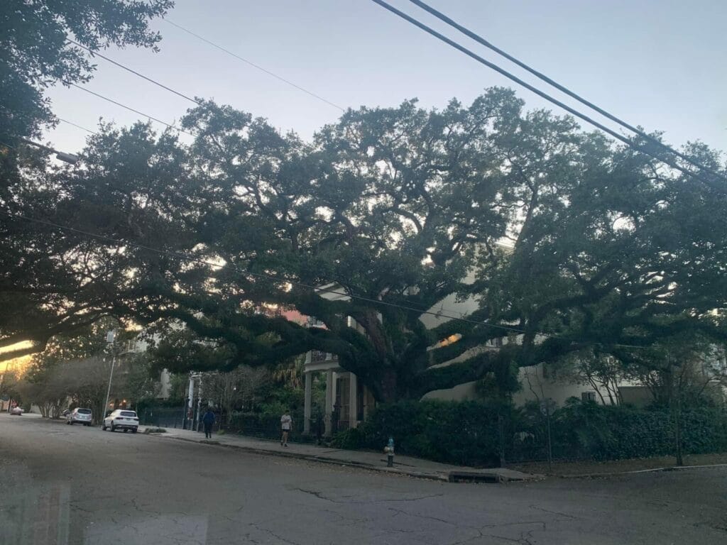 Giant oak tree in "Paris of the South", one of the nicknames of New Orleans