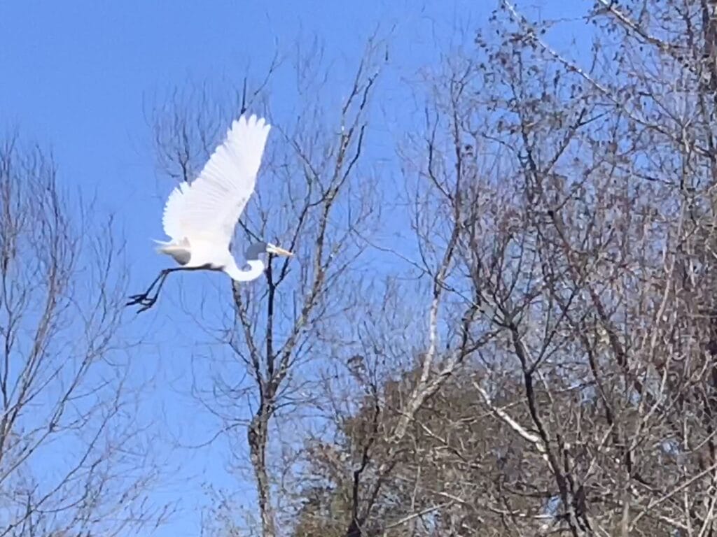Beautiful great white egret majestically flies around us, throughout the swamp.