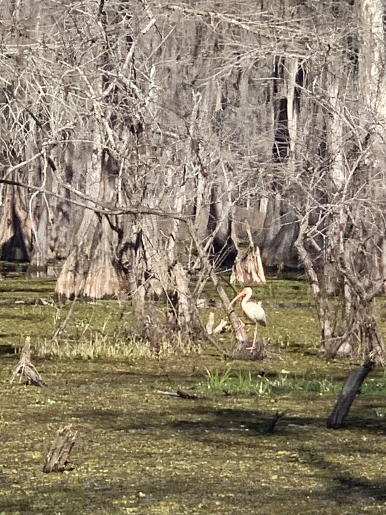 White ibis in Louisiana swamp highlighting 12 fascinating swamp facts, captured on our swamp tour on Lake Martin.