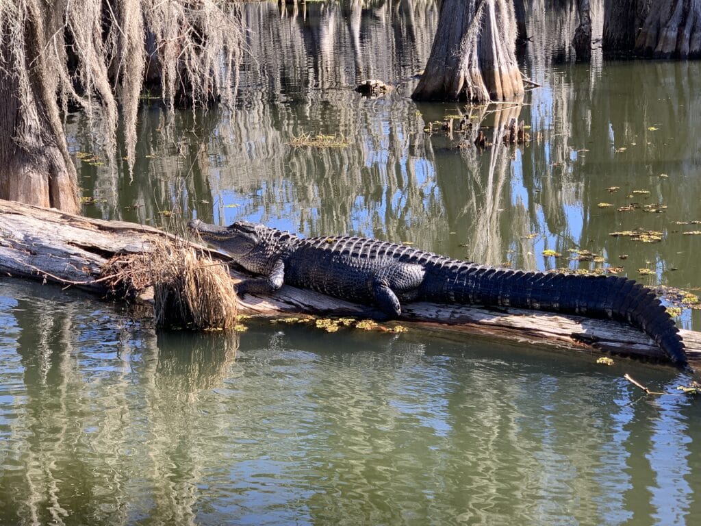 Image showcasing the fascinating resident of the Louisiana swamp, alligators.