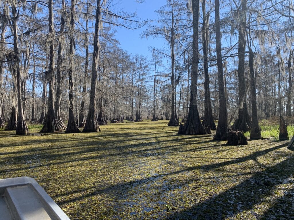 Image showcasing a fascinating swamp fact: Hydrilla filtering swamp water. 