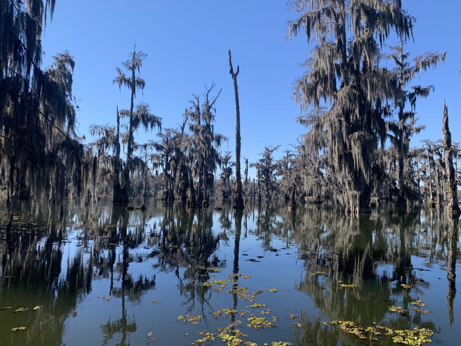 Unveiling 12 Fascinating Swamp Facts - The Simple Bliss