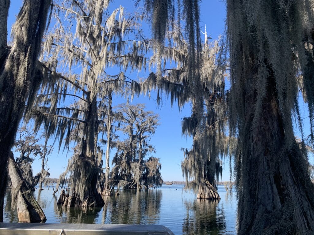 Image showcasing a fascinating swamp fact: Spanish moss