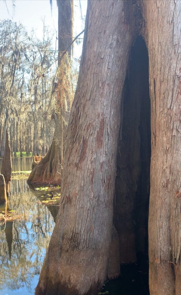 Image showing a fascinating swamp fact: hollow cypress tree trunk