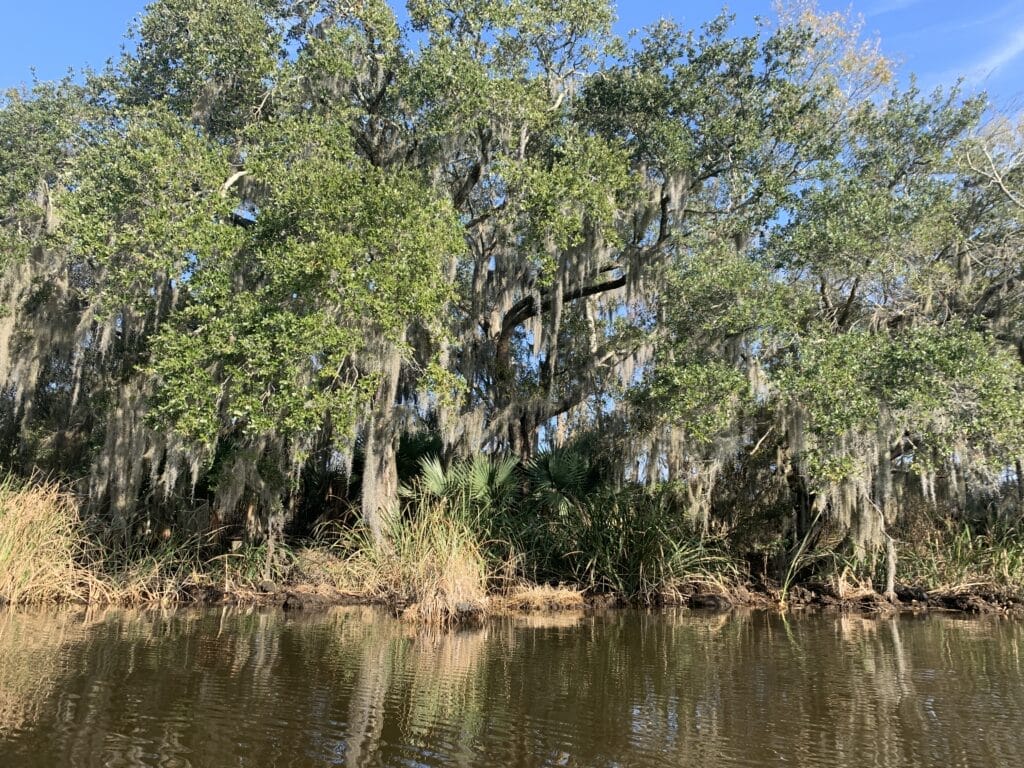 Spanish moss hanging from trees along the bank of Bayou Segnette Waterway.