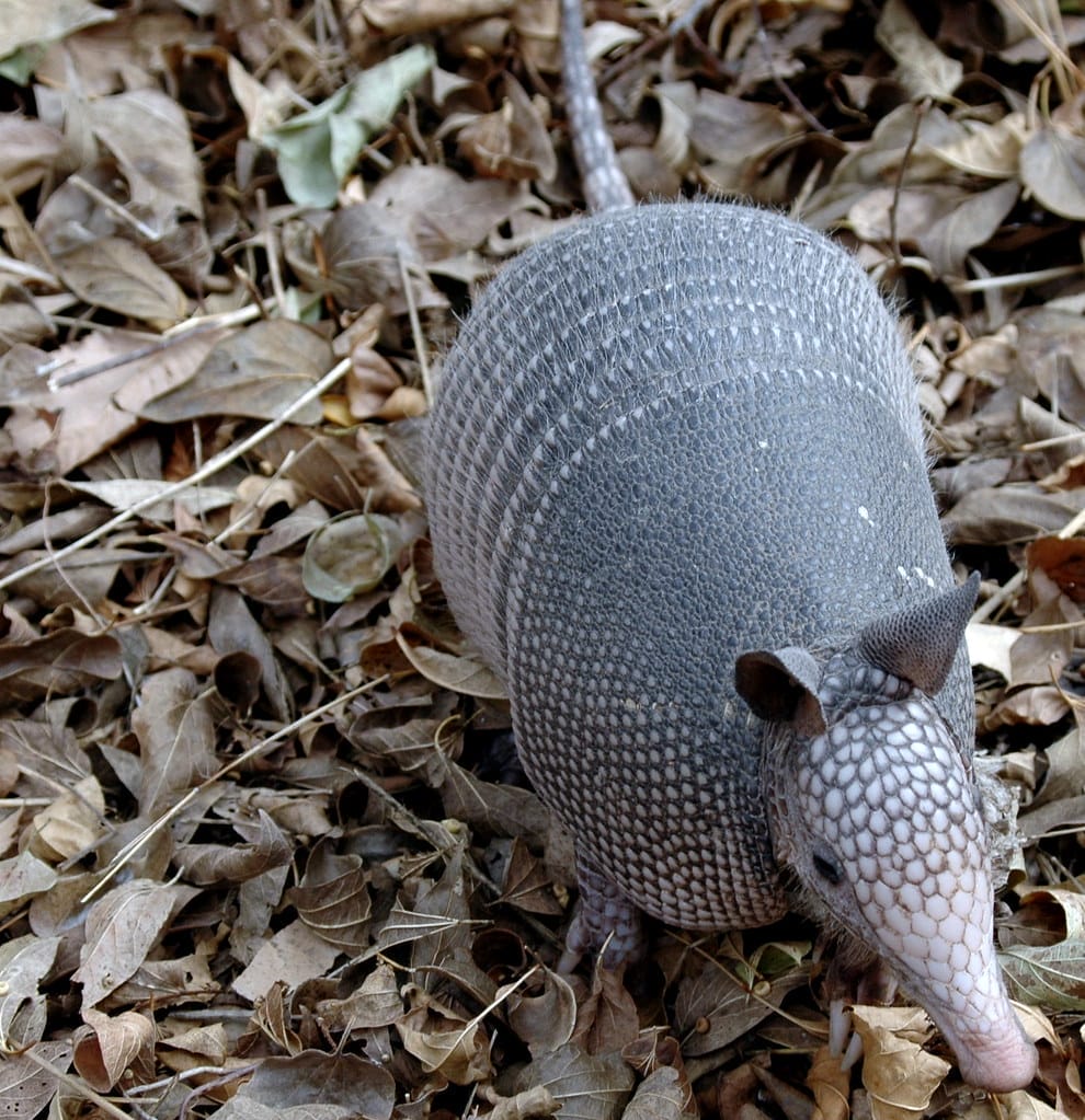 Armadillo - One of the must-see wildlife in Florida.