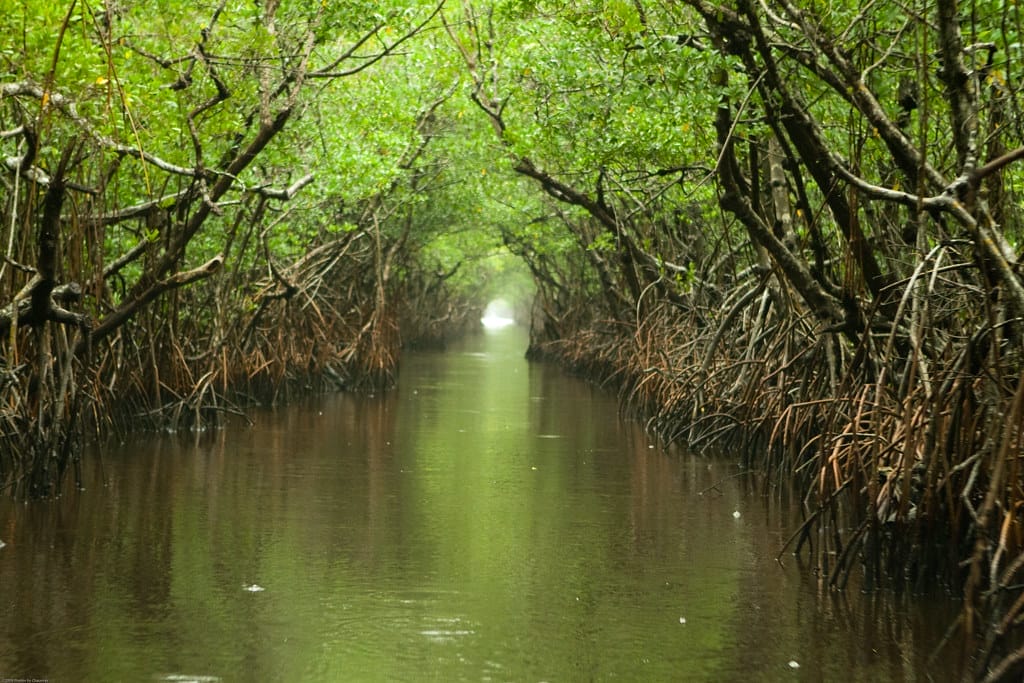 Must-see Florida nature attraction - Everglade National Park