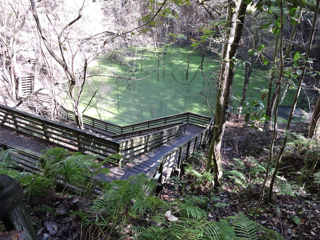 Florida's must-see nature attraction - Devil's Millhopper Geological State Park.