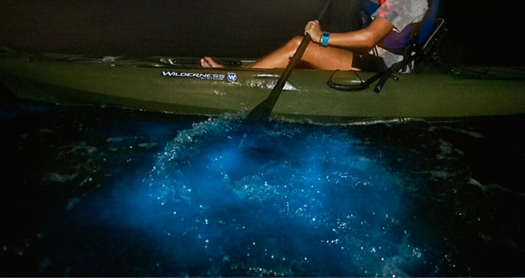 Bioluminescence kayak tour in Florida for an unforgettable must-see wildlife adventure