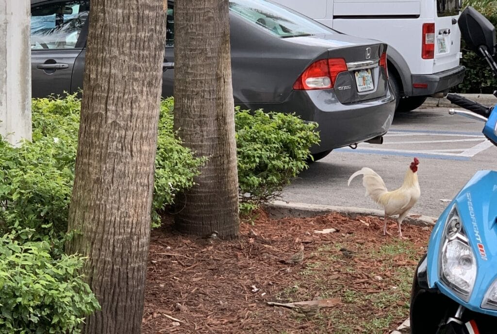 Chicken roaming in Little Havana.