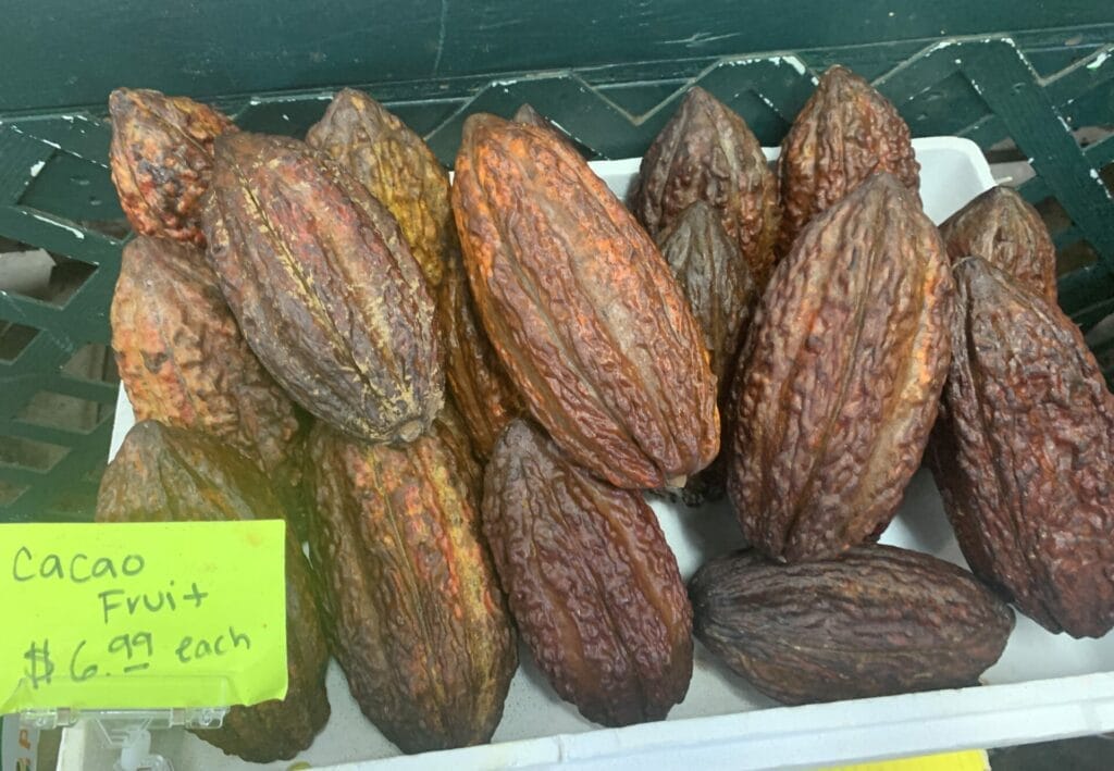 Cocoa fruit in Miami for sale.