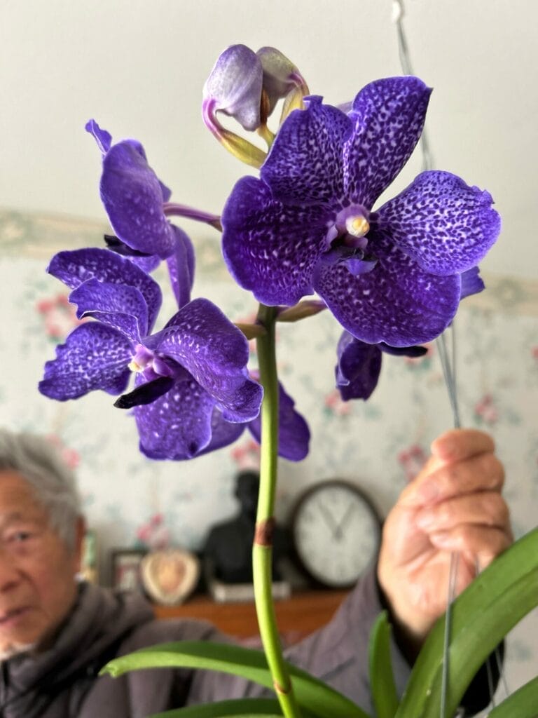 My dad with one of the orchids blooming