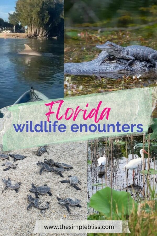 Wildlife Encounters in Florida - manatees, dolphins, alligators