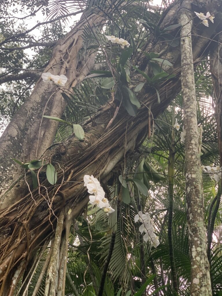 Tropical paradise at R F Orchids in Florida