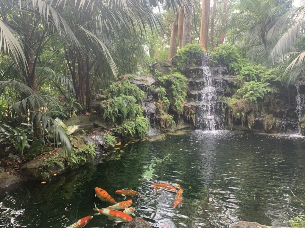 Koi pond beauty at Homestead, Florida