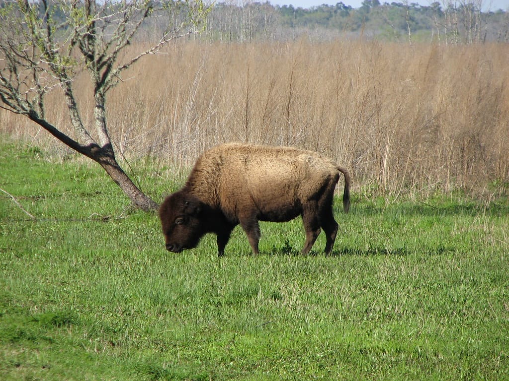 Bisons - One of Florida's must-see wildlife adventures.