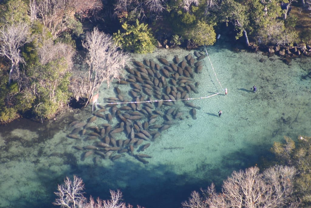 Manatees at Crystal River Springs - one of Florida's must- see wildlife adventures.