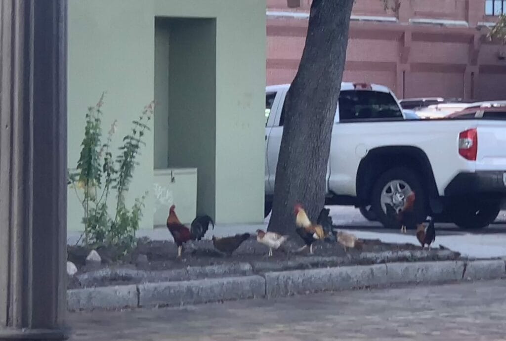 Wild chickens at Ybor city in Tampa.