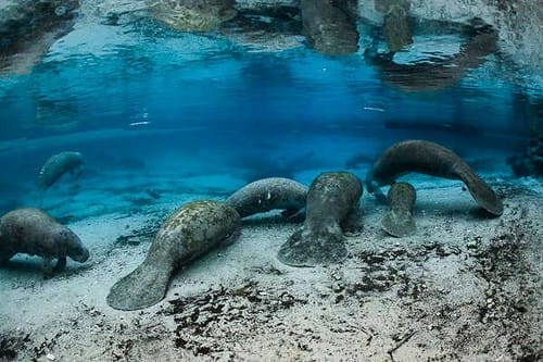 Manatees - one of Florida's must- see wildlife adventures.