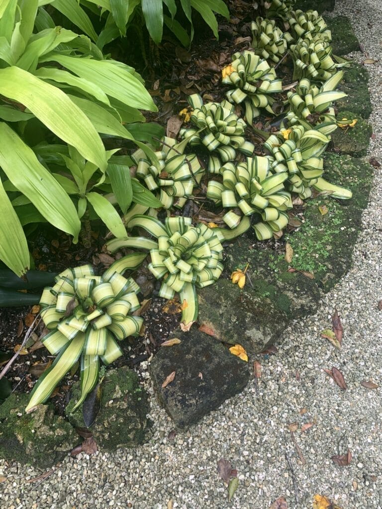 Beautiful bow decorated plants along the garden edge.