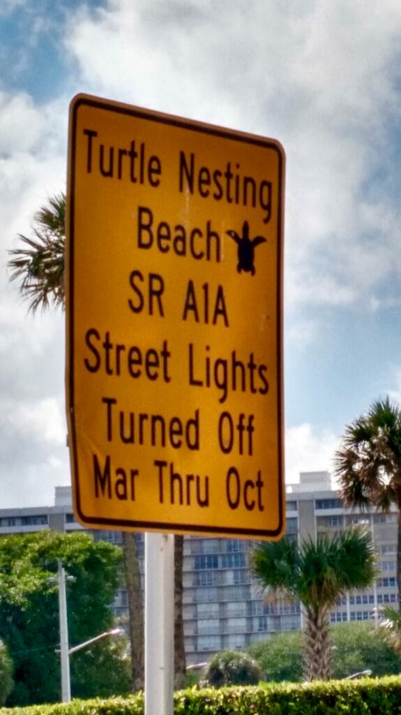Lights out in the city to protect turtle hatchings, as one of the Florida's must-see wildlife.
