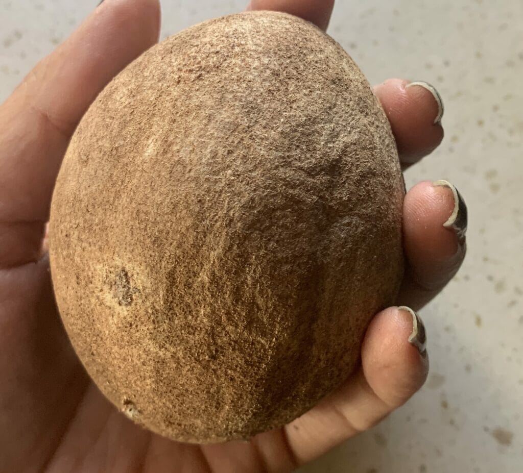 Sapodilla exotic fruit from Miami.