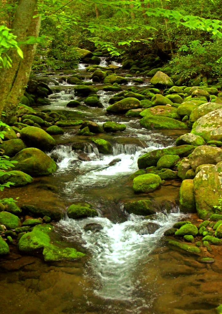 Roaring Fork Motor Nature Trail - just one beautiful scene of the whole trail.