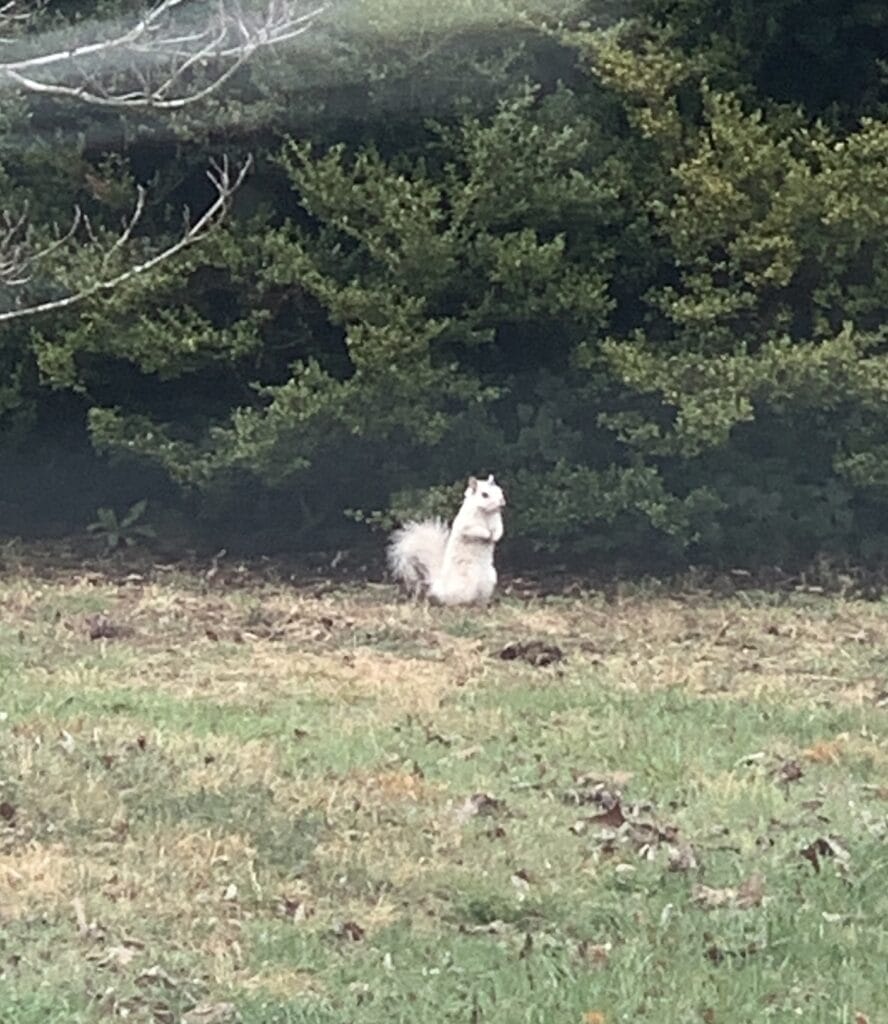 Brevard White Squirrel