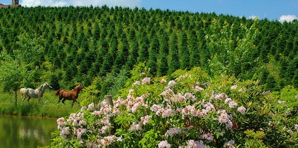 Little Switzerland in NC, Christmas tree farm.