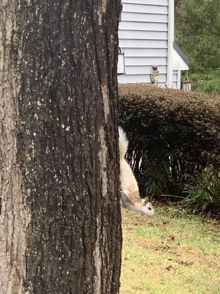 Unique to Brevard, NC - white squirrels!