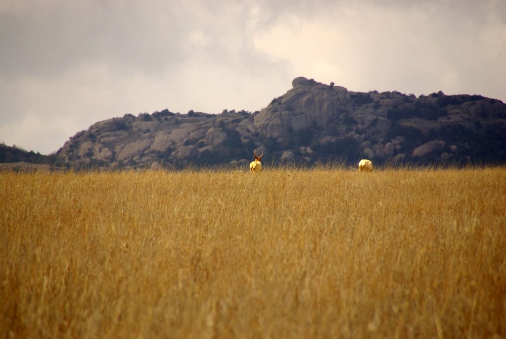 Elks in Wichita Mountains Wildlife Refuge in Oklahoma.