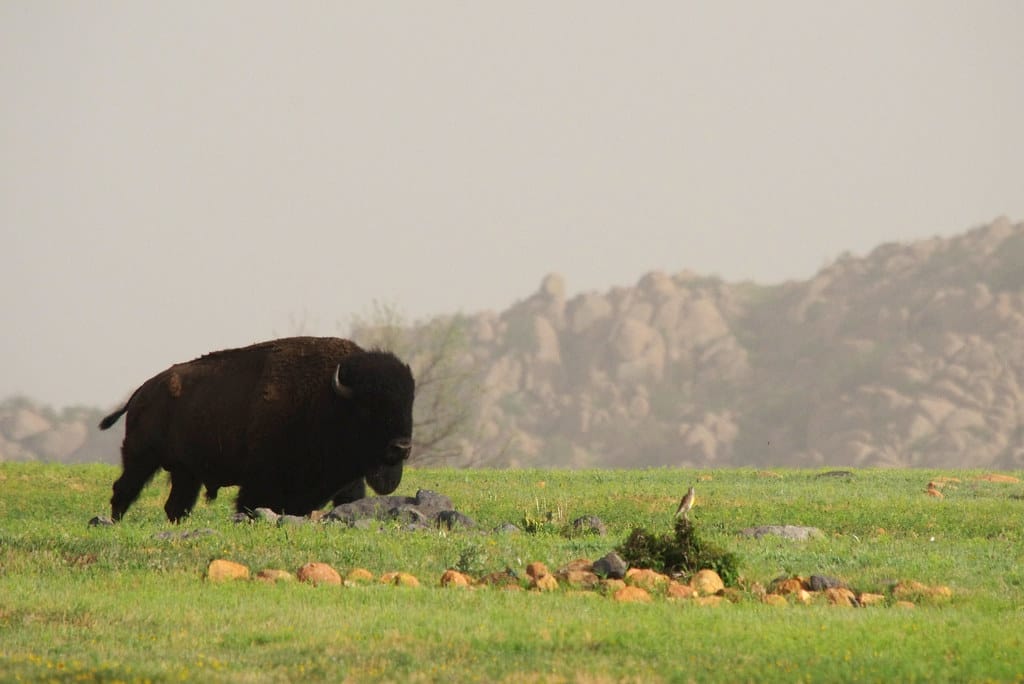 Bison in Wichita Mountains Wildlife Refuge now roams free.