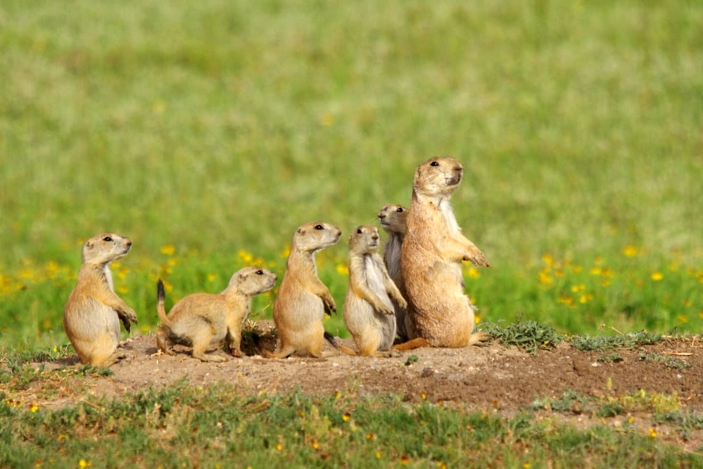 Prairie dog family in prairie town of Wichita Mountains Wildlife Refuge.