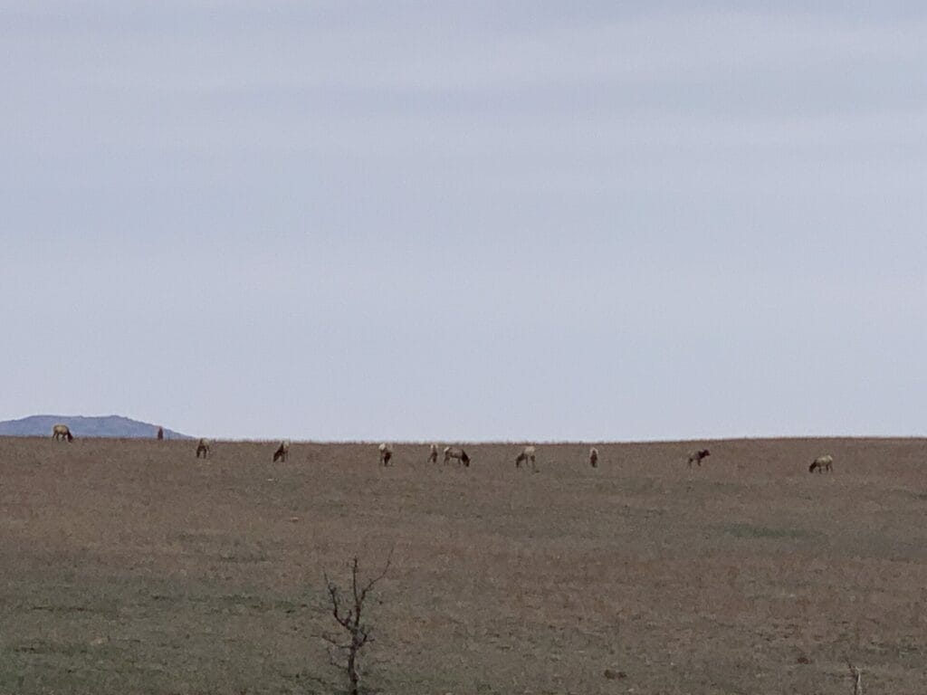 Elks in a distance grazing in the beautiful Wichita Mountains Wildlife Refuge.