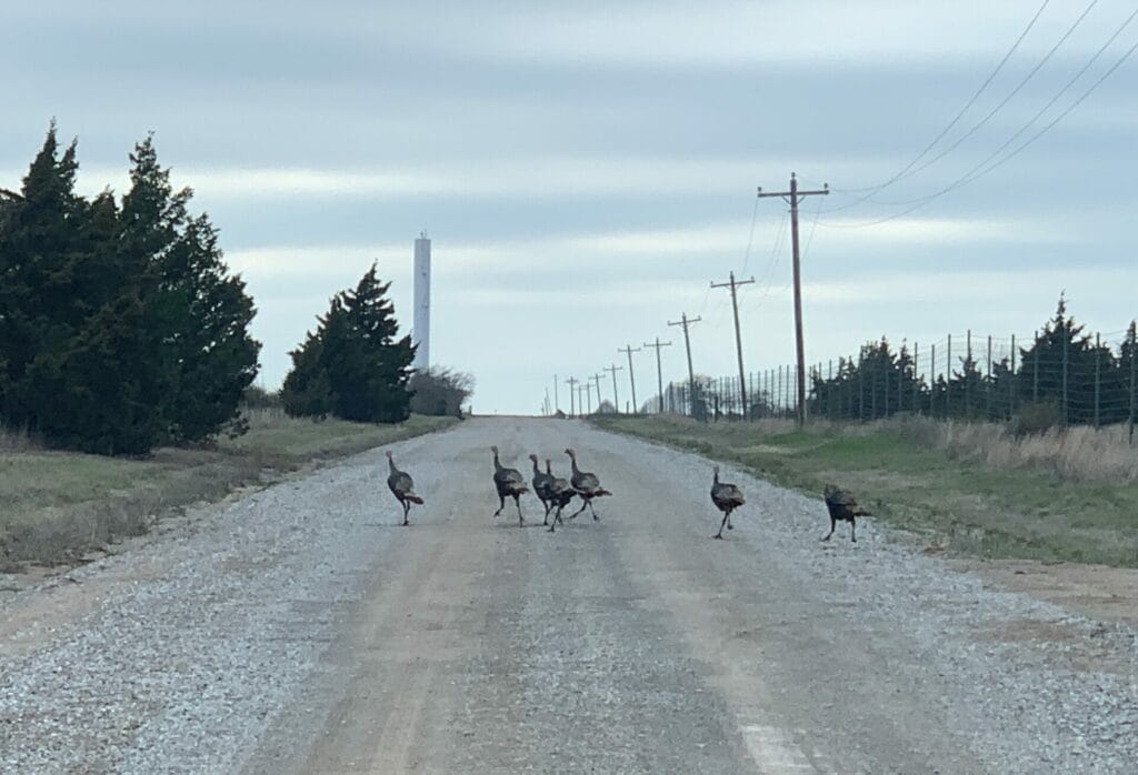 Wild turkeys running from cars in Wichita Mountains Wildlife Refuge.