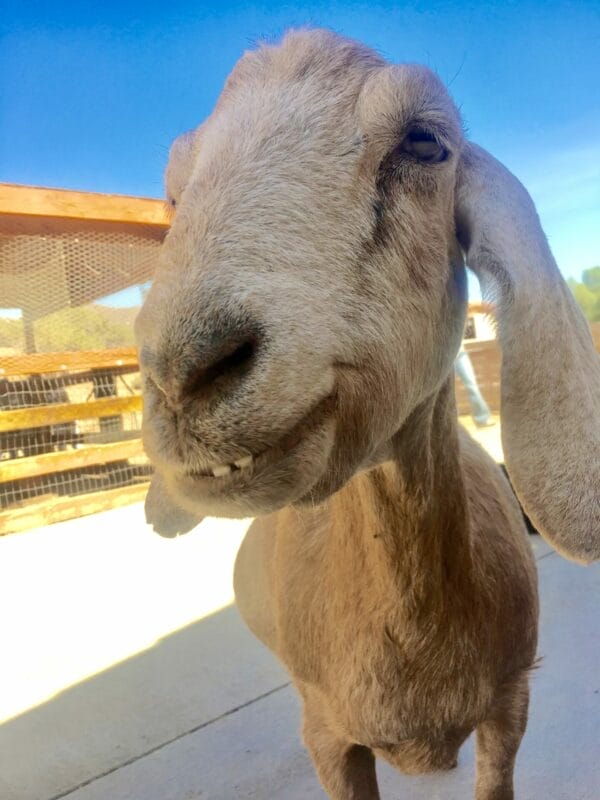 The sweet goat at the animal sanctuary in Southern California. #govegan