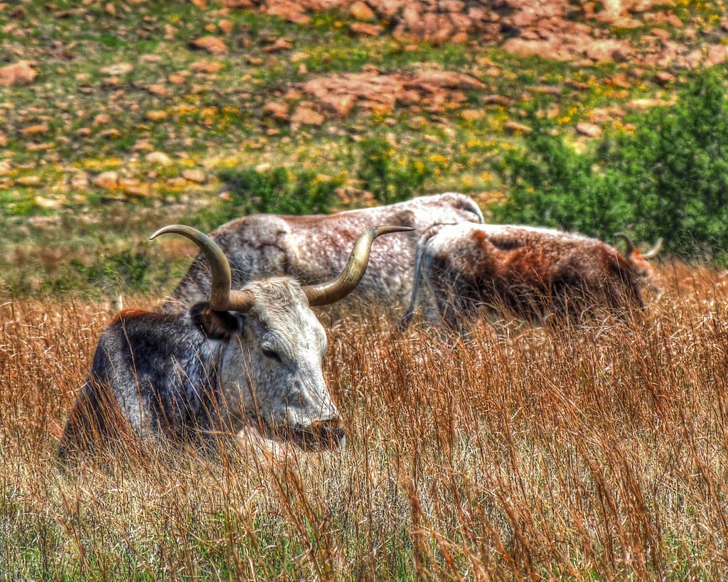 Longhorn cattle are safe and protected in Wichita Mountains Wildlife Refuge.