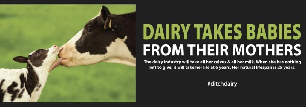 Ditch dairy! Dairy takes babies from their mothers!