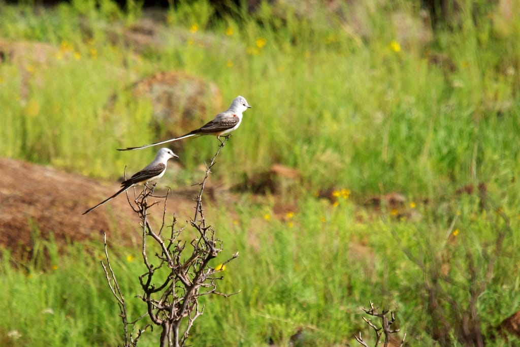 Birdwatching is one of favorite things to do at Wichita Mountains due to the varieties of birds it supports.