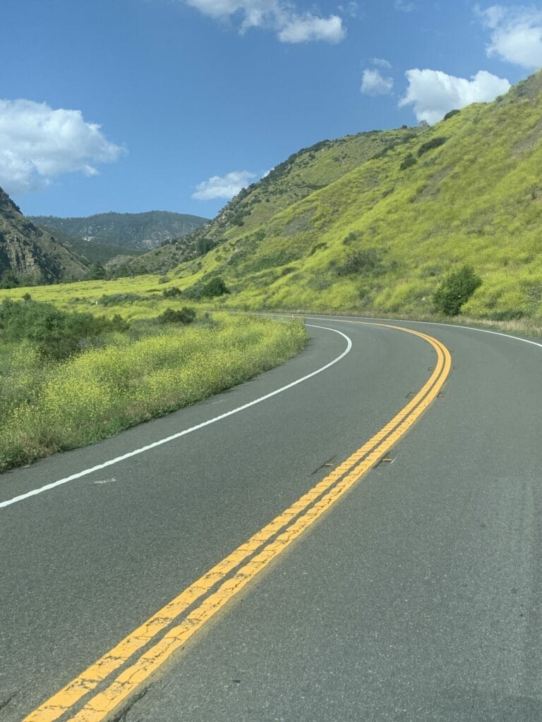 Blooming flowers along the road as I drive to support Ultralight on the PCT.