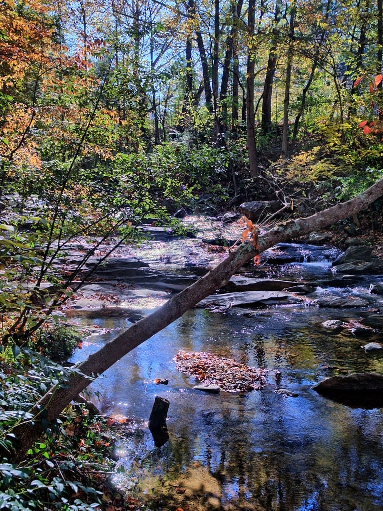 Asheville Botanical Garden's natural beauty.