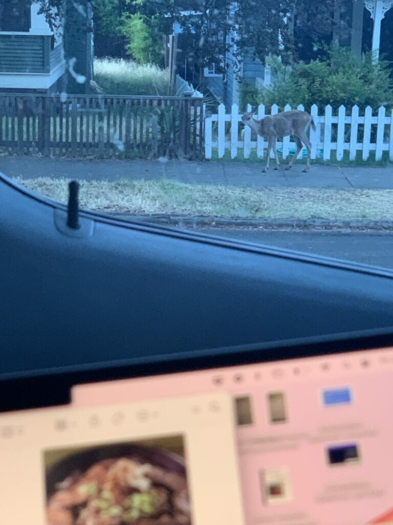 A deer was hanging around while I was writing this Trader Joe's review blog. Loving van life!