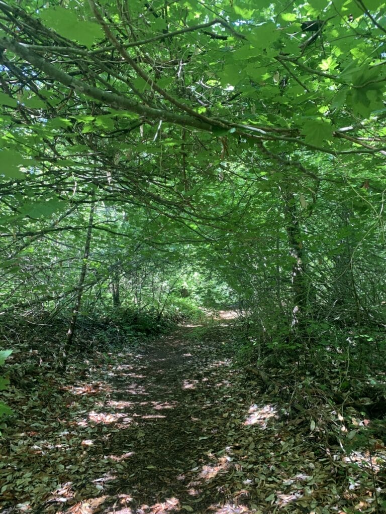 Beautiful green tunnel with bright green trees.