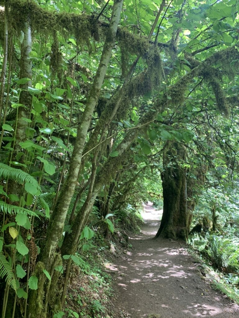 Beautiful lush green trail that's very jungle like.