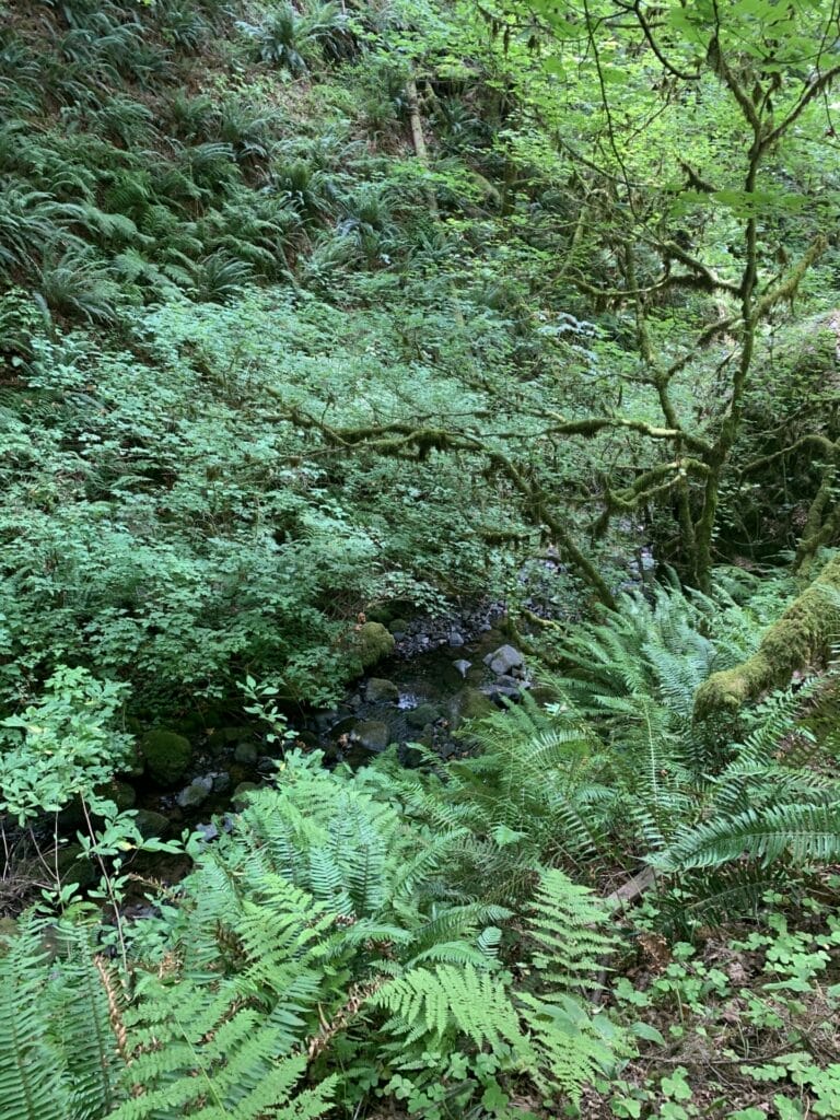 Lush Greenery with a creek down below.