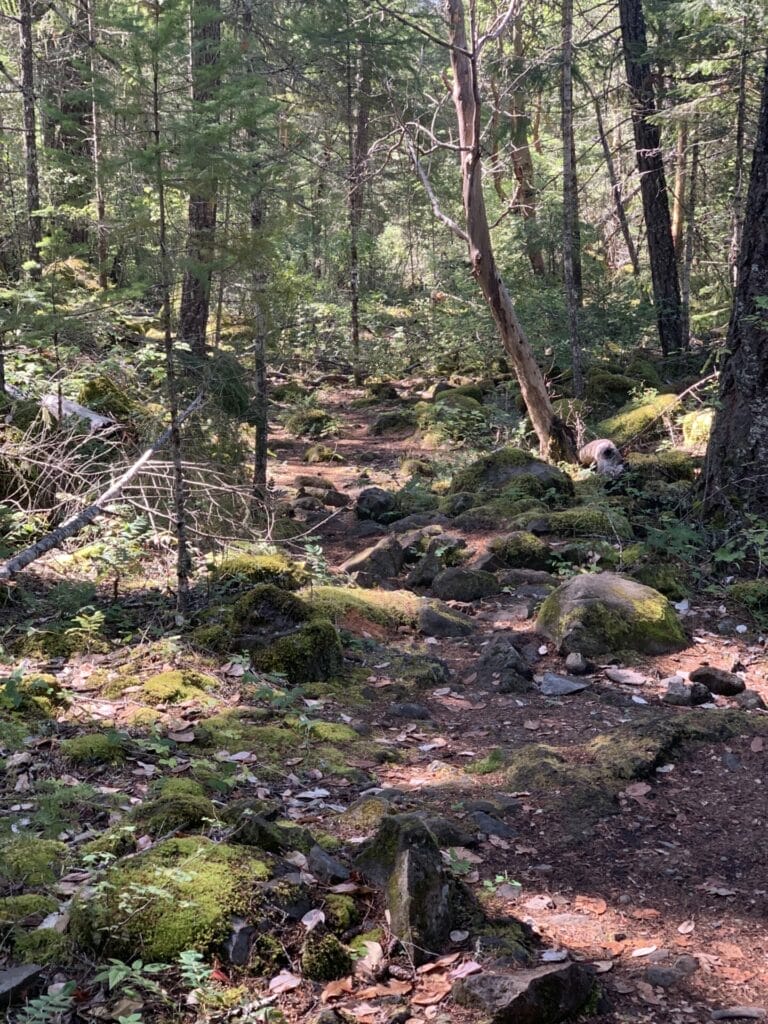 Dried leaves covered ground with big rocks in the forest.