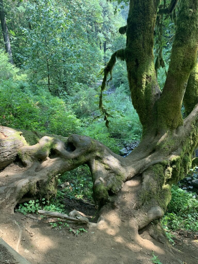 Tree trunk with other worldly pattern on it's trunk with greenery in the background.