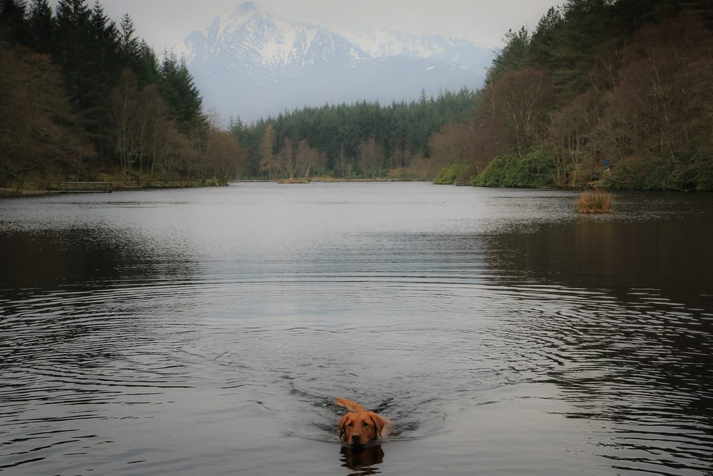 A dog is swimming in a body of water with trees on the banks.